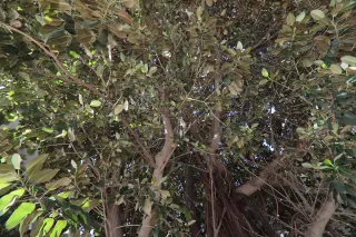 Tokina at-x 116 (EF) - 00002565.webp