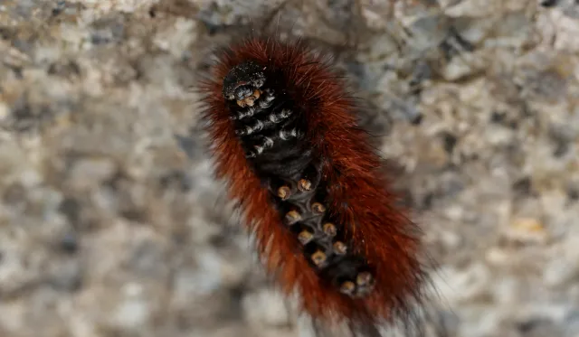 Canon Macro Lens FD 50mm f3.5 S.S.C. (FD) - 00005255.webp