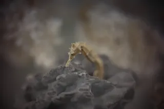 KOWA SUPER PROMINAR-16 50mm f1.2 Eiki 16mm (DIY) - 00003238.webp