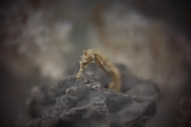 KOWA SUPER PROMINAR-16 50mm f1.2 Eiki 16mm (DIY) - 00003238.webp