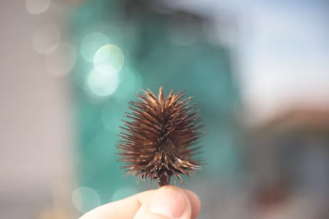 Meyer-Optik Görlitz Domiplan f2.8 50mm (M42) - 00005137.webp