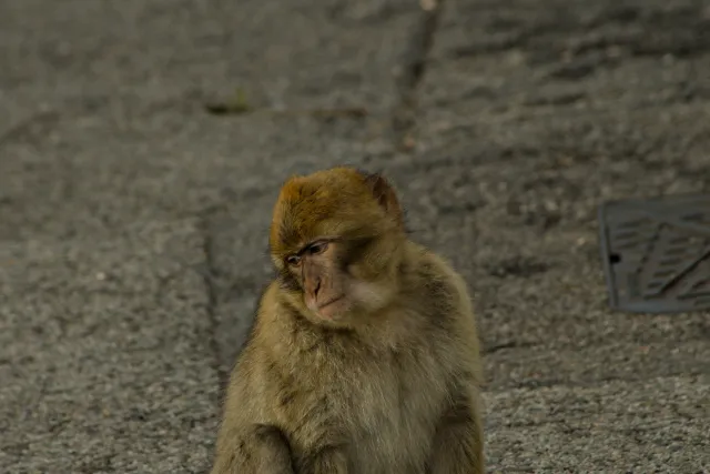 Tamron 28-300mm F3.5-6.3 (EF) - 00001484.webp