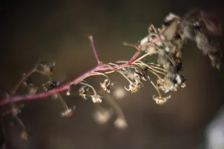 KOWA SUPER PROMINAR-16 50mm f1.2 Eiki 16mm (DIY) - 00002060.webp