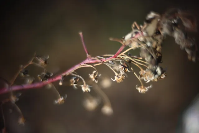 KOWA SUPER PROMINAR-16 50mm f1.2 Eiki 16mm (DIY) - 00002060.webp