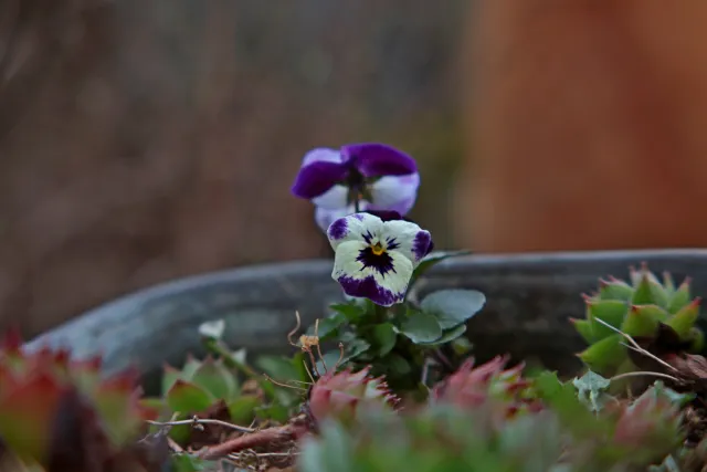 Formula 5 Gold Crown Macro Zoom 60-150mm f4 MC (M42) - 00005028.webp