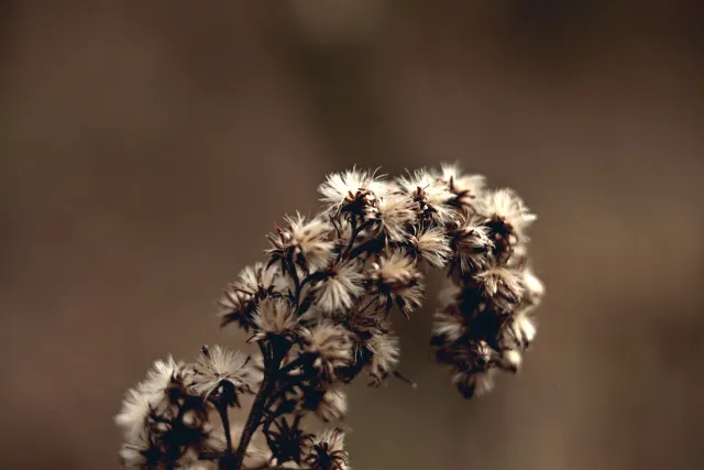 Kilfitt Makro-Kilar D f2.8 40mm (EXA) - 00005320.webp