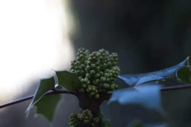 Canon Macro Lens FD 50mm f3.5 S.S.C. (FD) - 00004935.webp