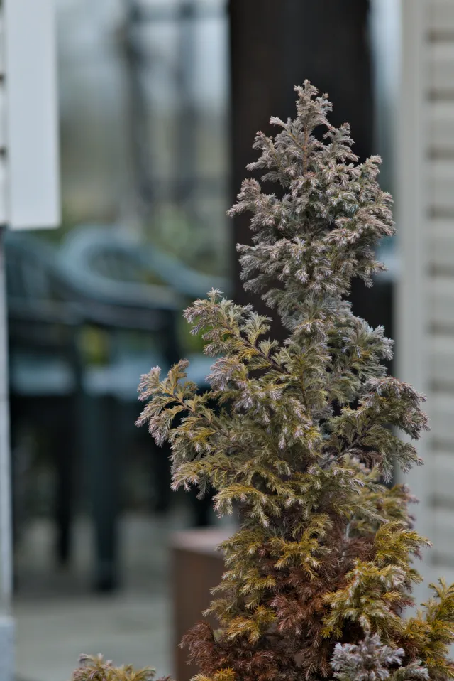 Carl Zeiss Jena Sonnar 180mm f2.8 MC (P6) - 00001520.webp