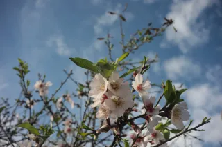 Meyer-Optik Görlitz Primagon 35mm f4.5 (M42) - 00003363.webp