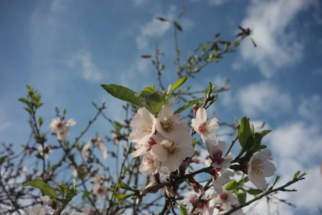 Meyer-Optik Görlitz Primagon 35mm f4.5 (M42) - 00003363.webp