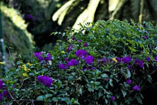 Tamron 28-300mm F3.5-6.3 (EF) - 00000589.webp