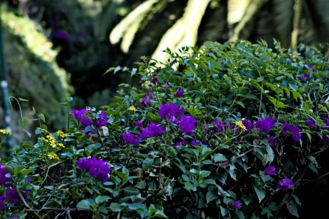 Tamron 28-300mm F3.5-6.3 (EF) - 00000589.webp