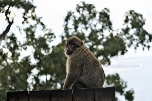 Zenith Helios-77M-4 50mm f1.8 VOMZ (M42) - 00001473.webp