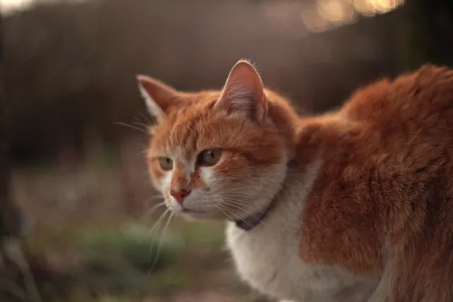 Yashica Lens DSB 55mm f2 (CY) - 00005400.webp