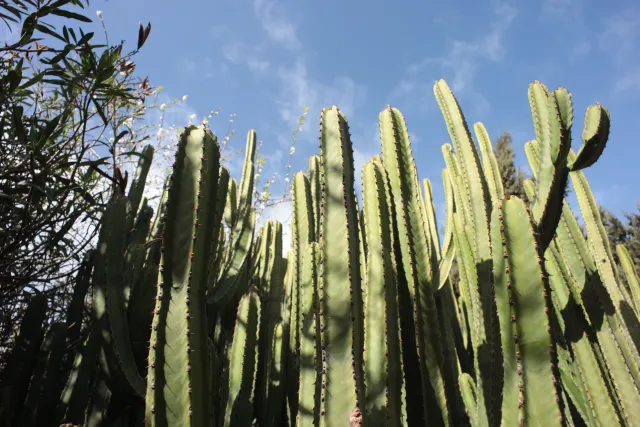 Carl Zeiss Flektogon f4 20mm (m42).md - 00003916.webp