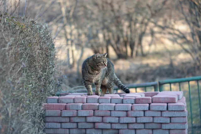 ISCO-Göttingen Isconar 135mm f4 (M42) - 00004961.webp