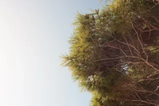 Carl Zeiss Jena DDR Pancolar Electric 50mm f1.8 (M42) - 00003614.webp