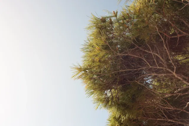 Carl Zeiss Jena DDR Pancolar Electric 50mm f1.8 (M42) - 00003614.webp