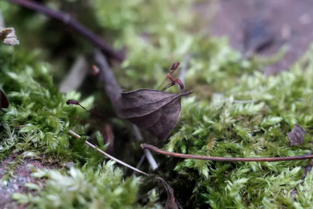 Carl Zeiss Jena Tessar 50mm f2.8 (M42) - 00005108.webp