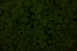 Vivitar 28mm f2.5 (M42) - 00004845.webp