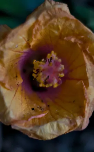 Zenith Helios-77M-4 50mm f1.8 VOMZ (M42) - 00001309.webp