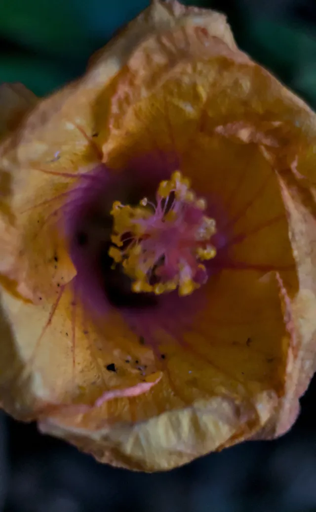 Zenith Helios-77M-4 50mm f1.8 VOMZ (M42) - 00001309.webp