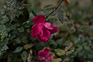 Tamron 28-300mm F3.5-6.3 (EF) - 00001462.webp