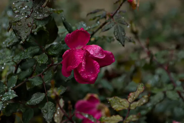 Tamron 28-300mm F3.5-6.3 (EF) - 00001462.webp