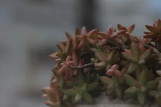 Tair-11A 135mm f2.8 (M42) - 00003314.webp