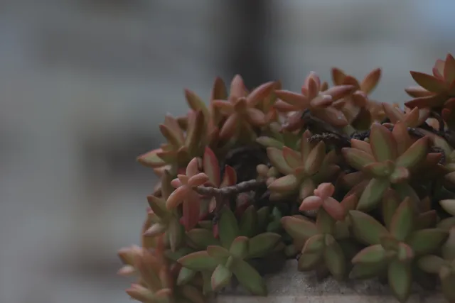 Tair-11A 135mm f2.8 (M42) - 00003314.webp