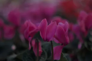 Zenith Helios-77M-4 50mm f1.8 VOMZ (M42) - 00000220.webp