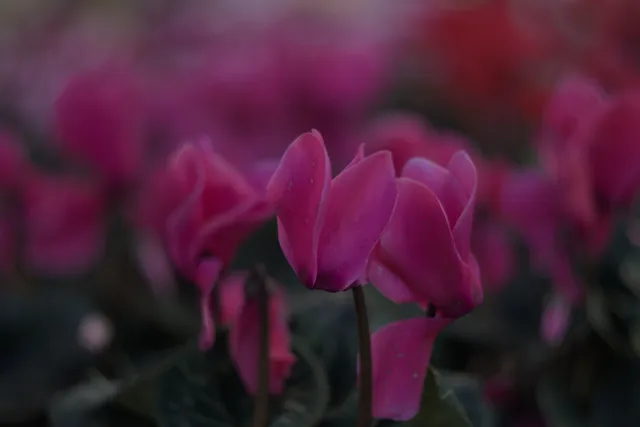 Zenith Helios-77M-4 50mm f1.8 VOMZ (M42) - 00000220.webp