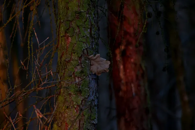 Spiratone Plura-Coat SharpShooter-S 400mm f6.3 (T2-M42) - 00005337.webp