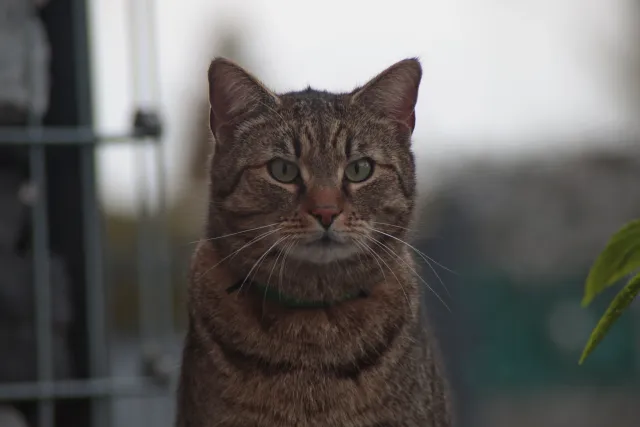 Miranda 75-300mm f4.5-5.6 MC Macro (Olympus OM) - 00005419.webp