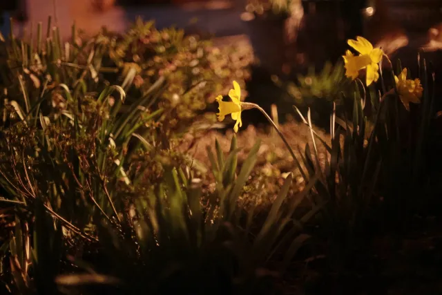 Canon FD 50mm f1.4 SSC (FD) - 00005561.webp