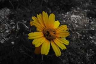 Carl Zeiss Flektogon f4 20mm (m42).md - 00004587.webp