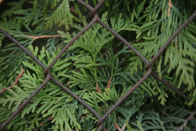 Formula 5 Gold Crown Macro Zoom 60-150mm f4 MC (M42) - 00005048.webp