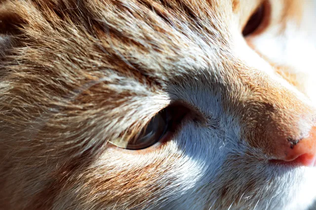 Canon Macro Lens FD 50mm f3.5 S.S.C. (FD) - 00004924.webp