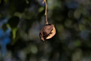 Meyer-Optik Görlitz Primagon 35mm f4.5 (M42) - 00001285.webp