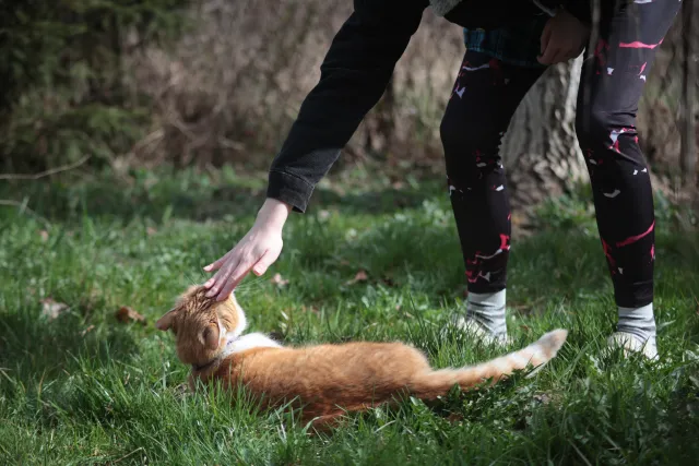 Vivitar Series 1 70-210mm f3.5 VMC V2 (Olympus OM) - 00005438.webp