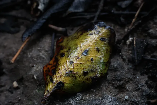 Carl Zeiss Jena DDR Pancolar Electric 50mm f1.8 (M42) - 00004480.webp