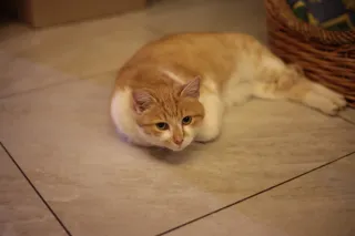 Rollei Planar 50mm f1.8 HFT C (QBM) - 00001717.webp