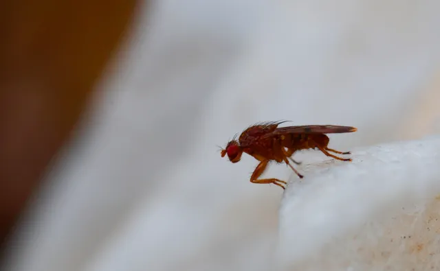 Canon Macro Lens FD 50mm f3.5 S.S.C. (FD) - 00005252.webp