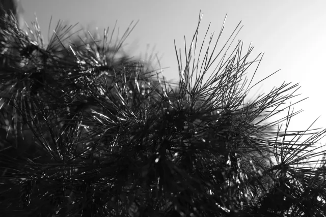 Carl Zeiss Jena DDR Pancolar Electric 50mm f1.8 (M42) - 00003623.webp