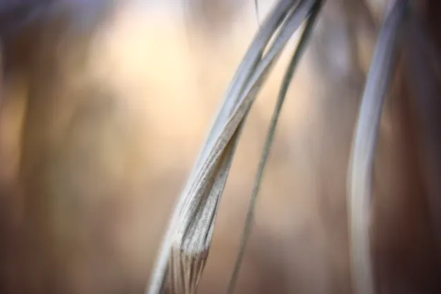 KOWA SUPER PROMINAR-16 50mm f1.2 Eiki 16mm (DIY) - 00002041.webp