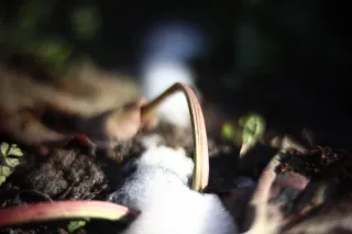 KOWA SUPER PROMINAR-16 50mm f1.2 Eiki 16mm (DIY) - 00002037.webp