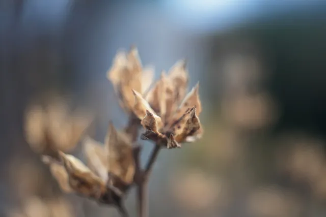 Meyer-Optik Görlitz Domiplan f2.8 50mm (M42) - 00005131.webp