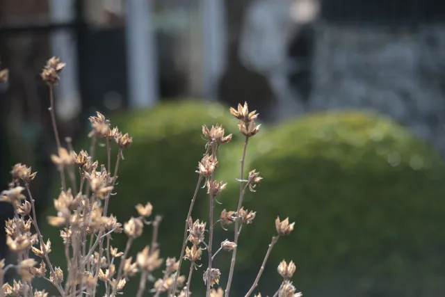 Meyer-Optik Görlitz Orestor 100mm f2.8 (EXA) - 00005146.webp