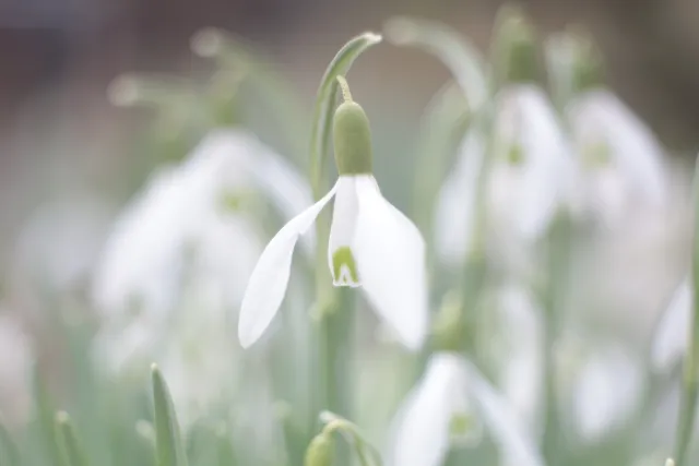 Meyer-Optik Görlitz Domiplan f2.8 50mm (M42) - 00005133.webp