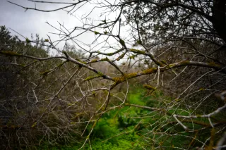 Carl Zeiss Flektogon f4 20mm (m42).md - 00004510.webp